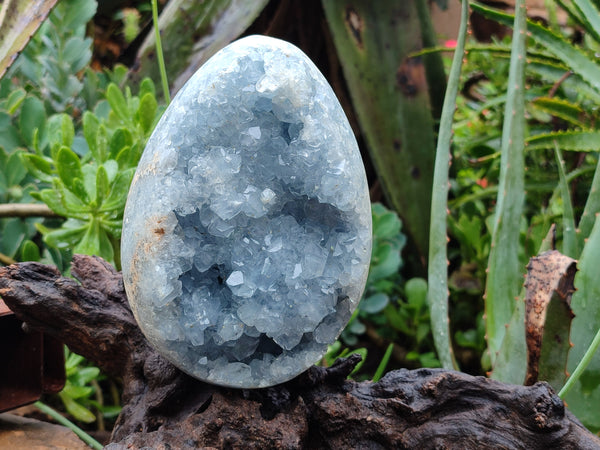 Polished Celestite Geode Egg x 1 From Sakoany, Madagascar