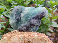 Natural Watermelon Fluorite Cobbed Specimens x 15 From Uis, Namibia