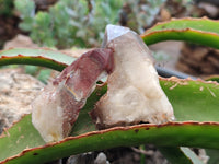 Natural Red Hematoid Quartz Crystals x 12 From Karoi, Zimbabwe