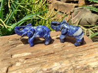 Polished Sodalite Elephant Carvings - sold per item - From Namibia