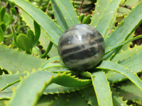 Polished Pharaoh Stone Spheres x 6 From Zimbabwe