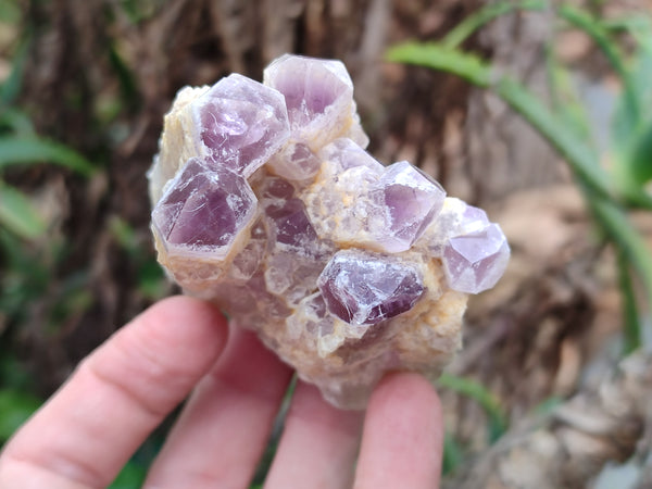 Natural Sugar Amethyst Quartz Clusters x 12 From Solwezi, Zambia