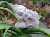 Natural Sugar Amethyst Quartz Clusters x 12 From Solwezi, Zambia