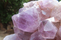 Natural Jacaranda Amethyst Quartz Cluster x 1 from Mumbwa, Zambia