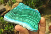 Polished Malacolla Slices x 6 From Kalukundi Mine, Congo