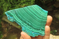 Polished Malacolla Slices x 6 From Kalukundi Mine, Congo