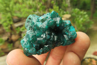 Natural Dioptase On Dolomite Specimens x 6 From Likasi, Congo