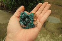 Natural Dioptase On Dolomite Specimens x 6 From Likasi, Congo