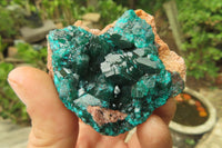 Natural Dioptase On Dolomite Specimens x 6 From Likasi, Congo