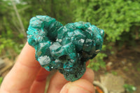 Natural Dioptase On Dolomite Specimens x 6 From Likasi, Congo