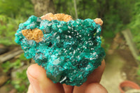 Natural Dioptase On Dolomite Specimens x 6 From Likasi, Congo