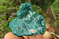 Natural Dioptase On Dolomite Specimens x 6 From Likasi, Congo