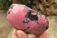 Polished On One Side Rhodonite x 6 From Madagascar