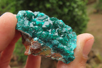 Natural Dioptase On Dolomite Specimens x 6 From Likasi, Congo