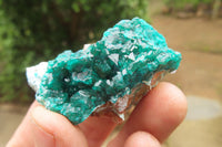 Natural Dioptase On Dolomite Specimens x 6 From Likasi, Congo