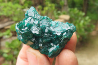 Natural Dioptase On Dolomite Specimens x 6 From Likasi, Congo