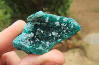 Natural Dioptase On Dolomite Specimens x 6 From Likasi, Congo