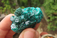 Natural Dioptase On Dolomite Specimens x 6 From Likasi, Congo