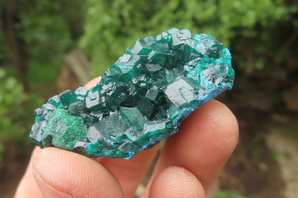 Natural Dioptase On Dolomite Specimens x 6 From Likasi, Congo