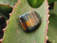 Polished Medium Blue and Gold Variegated Tigers Eye Tumble Stones - sold per KG - From South Africa