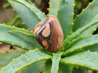 Polished Medium Picture Stone Jasper Tumble Stones - sold per KG - From Namibia