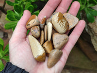 Polished Medium Picture Stone Jasper Tumble Stones - sold per KG - From Namibia