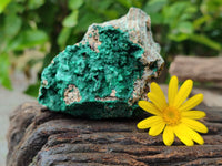 Natural Botryoidal Malachite Specimens x 6 From Tenke Fungurume, Congo