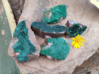 Natural Botryoidal Malachite Specimens x 5 From Tenke Fungurume, Congo