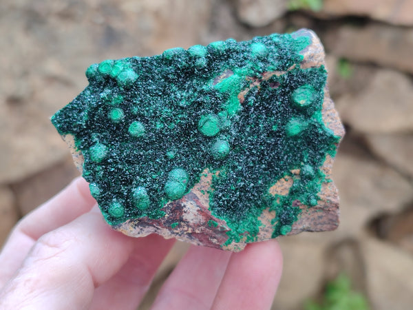 Natural Botryoidal Malachite Specimens x 5 From Tenke Fungurume, Congo