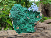 Natural Botryoidal Malachite Specimens x 2 From Tenke Fungurume, Congo