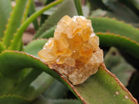 Natural Limonite Quartz Clusters x 24 From Solwezi, Zambia