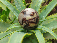 Polished Septerye Spheres x 6 From Mahajanga, Madagascar