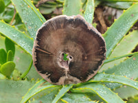 Polished Petrified Wood Slices x 6 From Gokwe, Zimbabwe