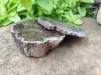 Polished Petrified Wood Slices x 6 From Gokwe, Zimbabwe