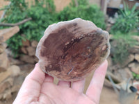 Polished Petrified Wood Slices x 6 From Gokwe, Zimbabwe