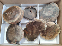 Polished Petrified Wood Slices x 6 From Gokwe, Zimbabwe