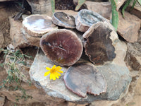 Polished Petrified Wood Slices x 6 From Gokwe, Zimbabwe