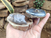 Polished Petrified Wood Slices x 6 From Gokwe, Zimbabwe