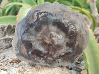 Polished Petrified Wood Slices x 6 From Gokwe, Zimbabwe