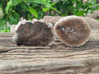 Polished Petrified Wood Slices x 6 From Gokwe, Zimbabwe