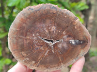 Polished Petrified Wood Slices x 6 From Gokwe, Zimbabwe