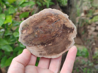 Polished Petrified Wood Slices x 6 From Gokwe, Zimbabwe