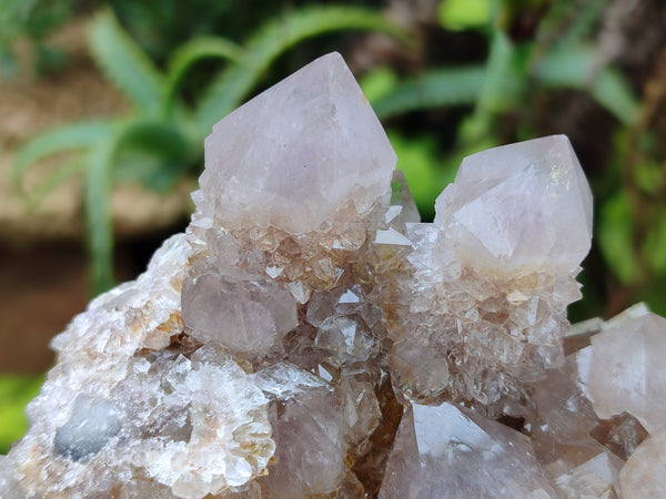 Natural Smokey and Ametrine Spirit Quartz Clusters x 6 From Boekenhouthoek, South Africa