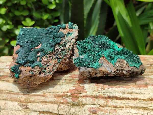 Natural Botryoidal Malachite Plate Specimens x 6 From Tenke Fungurume, Congo