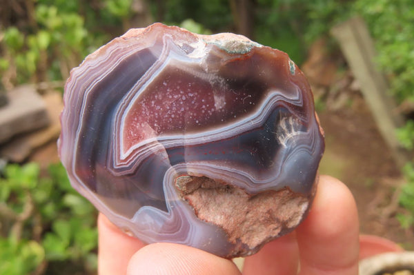 Polished On One Side Red Sashe River Agate x 12 From Zimbabwe