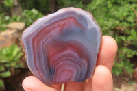 Polished On One Side Red Sashe River Agate x 12 From Zimbabwe