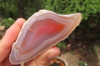 Polished On One Side Red Sashe River Agate x 12 From Zimbabwe