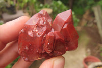 Natural Red Hematoid Quartz Crystals x 35 From Karoi, Zimbabwe