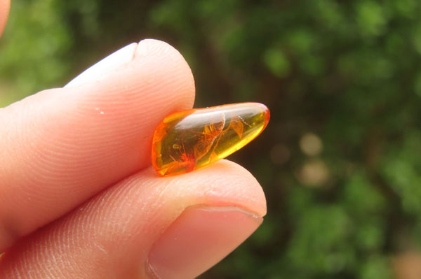 Polished Fossilized Insects In Baltic Amber Display Box - Sold Per Box - From Poland