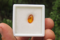 Polished Fossilized Insects In Baltic Amber Display Box - Sold Per Box - From Poland